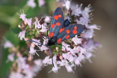Ein Schmetterling mit rotgepunkteten schwarzen Flügeln