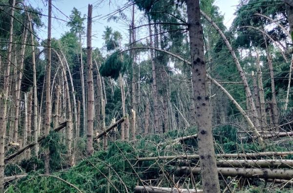 Umgeknickte und beschädigte Bäume im Wald