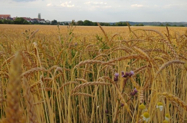 Getreidefeld, im Hintergrund Gebäude und Landschaft