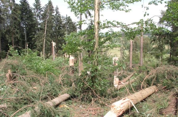 Umgestürzte und beschädigte Bäume in einem Wald