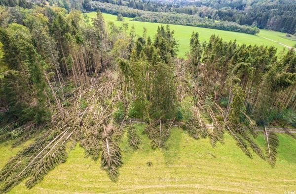 Wald: Zahlreiche Bäume sind vom Sturm umgeworfen worden 