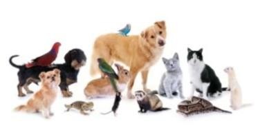 Tiere