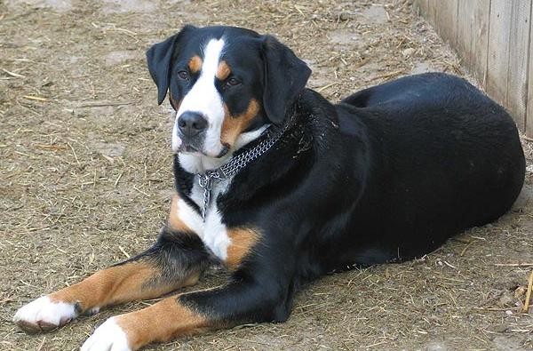 © Silke Deufel/Veterinäramt/Zollernalbkreis Hund