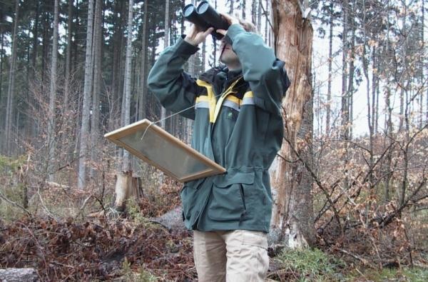 Forstbeamter beobachtet Baumkronen mit dem Fernglas