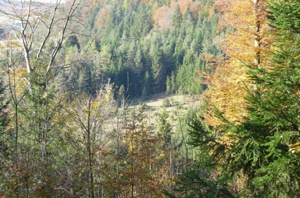 ©Forstamt/Landratsamt Zollernalbkreis Mischwald