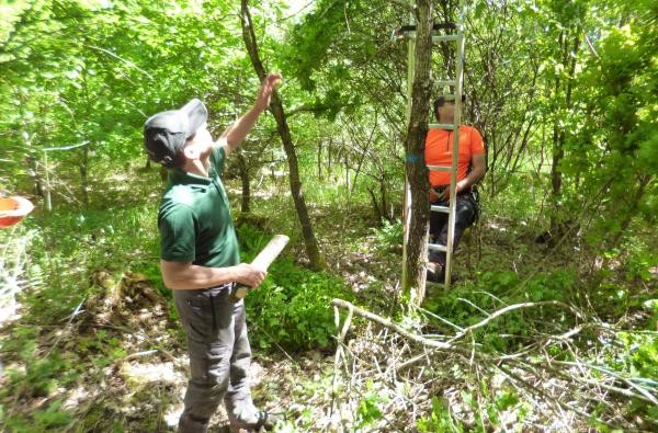 ©Forstamt/Landratsamt Zollernalbkreis Beratung Hochastung