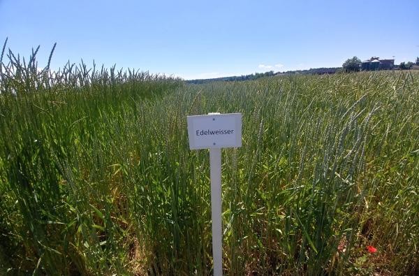 Versuchsfeld mit Dinkel Schild mit Sorte Edelweisser