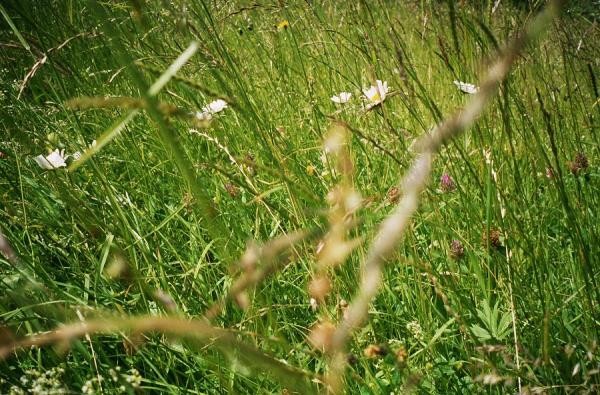 Wiese mit Blumen im Sommer