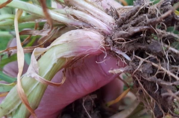 © Landwirtschaftsamt/Landratsamt Zollernalbkreis Getreidehähnchen