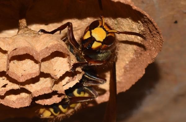 Quelle: © Klaus Gollmer Hornisse im Hornissennest