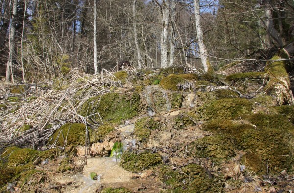Waldboden mit Bachlauf