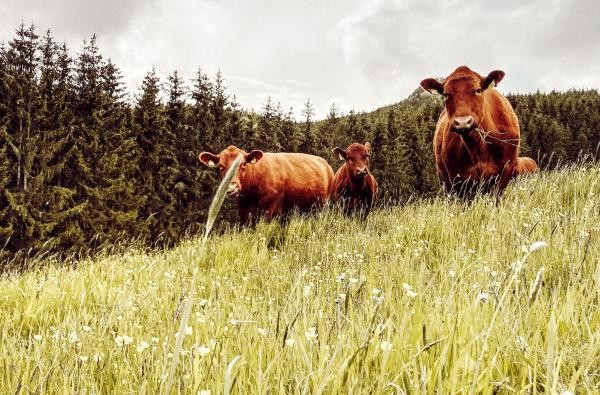 Um Rinder geht es in den ersten Veranstaltungen der Gläsernen Produktion. ©BioAlb Weidefleisch Rinder auf einer Wiese.
