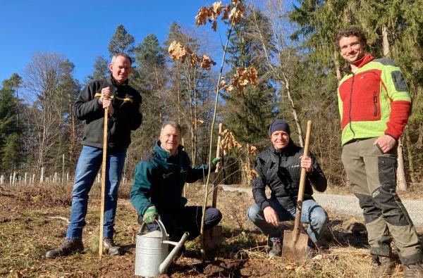 Forstamtsleiter Christian Beck, Landrat Günther-Martin Pauli, Bürgermeister Manfred Haug und Revierleiter Gabriel Werner (von links) setzen die Roteiche im Rangendinger Gebiet Hochburg in den Boden. ©Landratsamt Zollernalbkreis Vier Männer mit Spaten und Gießkanne - Forstamtsleiter Christian Beck, Landrat Günther-Martin Pauli, Bürgermeister Manfred Haug und Revierleiter Gabriel Werner (von links) - pflanzen einen Baum.