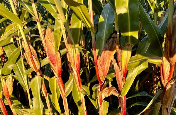 © Landratsamt Zollernalbkreis Mehrere Maiskolben auf einem Feld