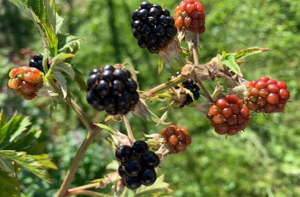Zweig mit reifen Brombeeren