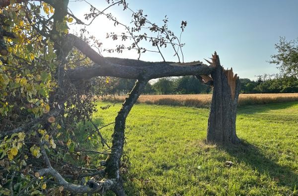 © Landratsamt Zollernalbkreis Auf einer grünen Wiese steht ein abgebrochener Baum