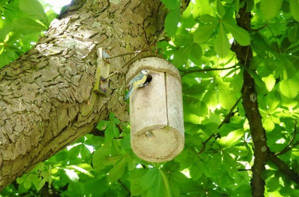 Nistkästen werden am 20. September in Hechingen hergestellt. ©Landratsamt Zollernalbkreis Ein Vogel sitzt am Eingang eines Nistkastens.