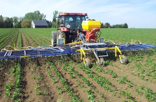 Unkrautbekämpfung auf dem Rosenfelder Schönberghof: Mittels eines Striegels wird unliebsame Flora vom Acker entfernt. ©Schönberghof Ein Traktor fährt mit einem Striegel über einen Acker.