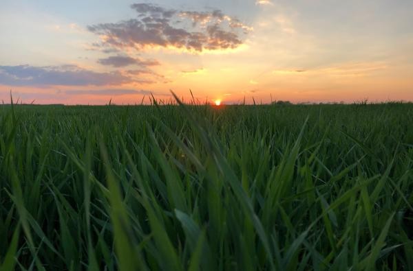 Ein landwirtschaftliches Feld. Um aktuelle pflanzenbauliche Themen geht es bei den Veranstaltungen des Arbeitskreises Ackerbau. ©Landratsamt Zollernalbkreis Ein landwirtschaftliches Feld.