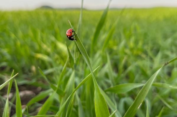 Ein Marienkäfer im Ackergrün. Um die aktuelle Lage auf den Feldern geht es bei Begehungen, die das Landwirtschaftsamt anbietet. ©Landratsamt Zollernalbkreis Ein Marienkäfer sitzt auf einem Pflanzenblatt.