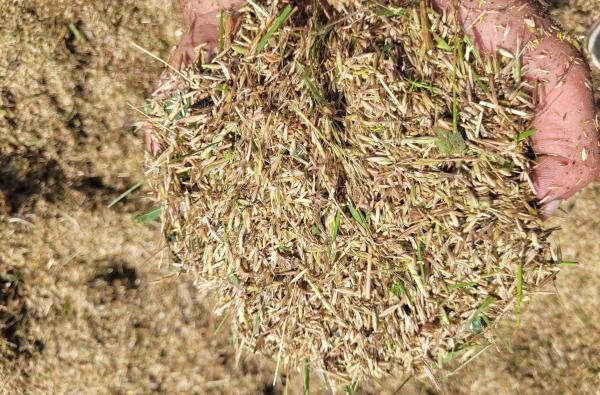 Wiesendrusch-Saatgut © Landratsamt Zollernalbkreis Saatgut