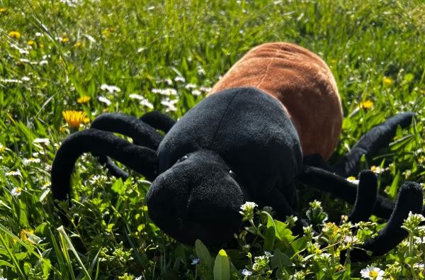 Zum Glück nur ein Plüschtier: Zecken sind jetzt wieder aktiv. Das Gesundheitsamt rät dazu, den Impfstatus überprüfen zu lassen. ©Landratsamt Zollernalbkreis Eine Plüschtier-Zecke auf einer Wiese.