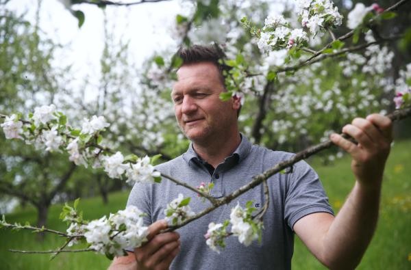 Kreisfachberater Achim Beck begutachtet Blüten an einem Apfelbaum. Insbesondere junge und neu gepflanzte Bäume sollten derzeit regelmäßig kontrolliert und bei Bedarf bewässert werden. ©Landratsamt Zollernalbkreis Ein Mann - Achim Beck - schaut Blüten an einem Apfelbaum an.