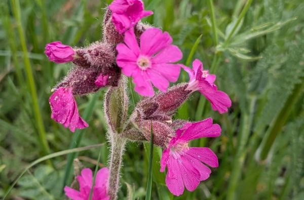 Bei den Praxisabenden werden Kennarten wie hier die "Lichtnelke" bestimmt © Landratsamt Zollernalbkreis eine pinke Blume die Lichtnelke heißt