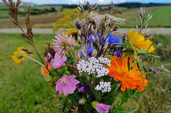 Damit beim Pflücken nur ungiftige Pflanzen in den Sträußen der Kinder landen, bietet das Landwirtschaftsamt ein Infoabend für pädagogische Fachkräfte an © Landratsamt Zollernalbkreis ein bunter Blumenstrauß aus Wiesenblumen