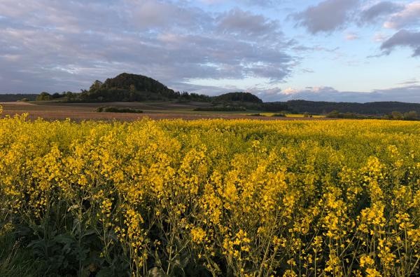 Gewohnt gelb: ein Rapsfeld. Die Bestände zeigen sich regional im Zollernalbkreis allerdings sehr unterschiedlich entwickelt. ©Landratsamt Zollernalbkreis Ein Rapsfeld im Zollernalbkreis.