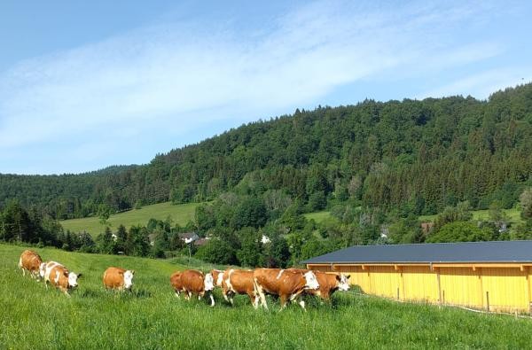 Der Feldtag am 17. Juni findet auf dem Binsenberghof in Burladingen-Hausen statt © Michael Riehle Kühe auf einer Weide vor einem Stall