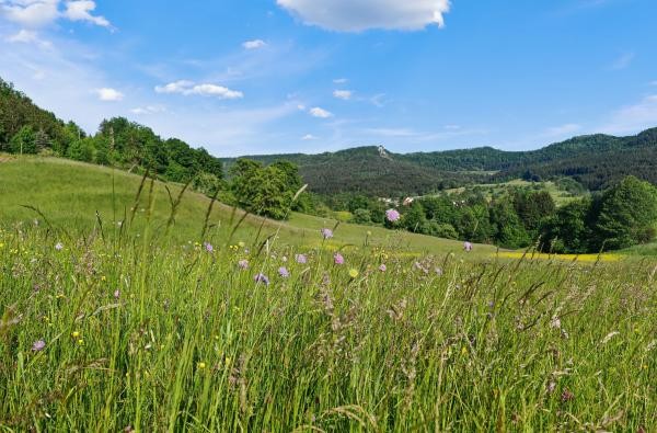 Eine artenreiche Wiese nahe Balingen-Frommern. Für die Landschaftspflege fließen 2026 deutlicher weniger Mittel in den Zollernalbkreis. ©Landratsamt Zollernalbkreis Blumenwiese in einer idyllischen Landschaft.