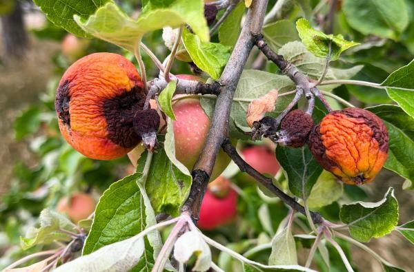 Trockenheit und Krankheiten setzen den Streuobstbäumen zu: Befallene Äpfel an einem Streuobstbaum © Landratsamt Zollernalbkreis Kranke Äpfel hängen an einem Zweig eines Streuobstbaums