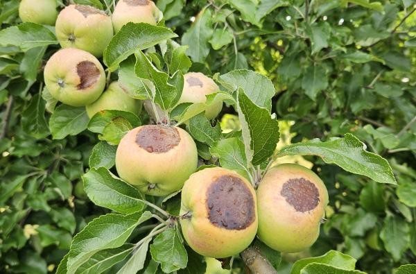 Deutlich sichtbare Schäden durch intensive Sonneneinstrahlung: Diese Äpfel weisen großflächige Sonnenbrandflecken auf. © Landratsamt Zollernalbkreis Äpfel mit großen braunen Flecke, sie haben Sonnenbrand