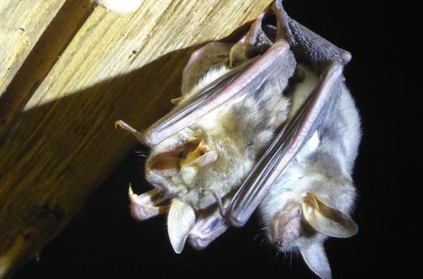 Fledermäuse überwintern in Höhlen und sind besonders geschützt. ©Landratsamt Zollernalbkreis Fledermäuse