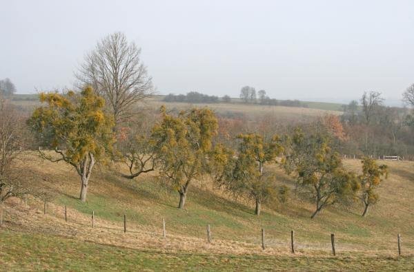 Tipps zur Eindämmung des Mistelbefalls gibt es bei der Infoveranstaltung am 21. November 2026 in Balingen © Landratsamt Zollernalbkreis Mehrere Bäume mit Mistel auf einer Wiese im Herbst