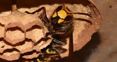 Hornisse in einem Hornissennest