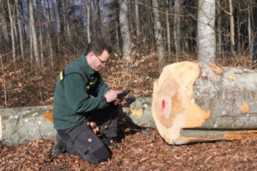 Forstbeamter bei der Holzaufnahme