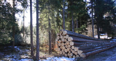 Fichtenstammholzpolter im Wald