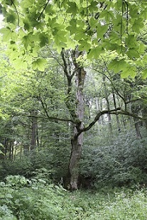 Wertvoller Habitatbaum im Wald