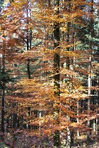 Waldbäume in Herbstbelaubung