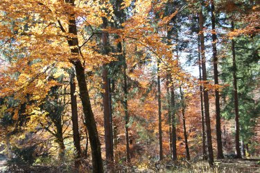 Mischwald im Herbstaspekt