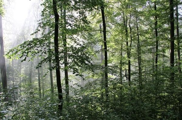 Forstwirtschaft - ein Handlungsfeld der Klimaanpassung