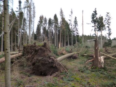 ® Forstamt/Landratsamt Zollernalbkreis Sturmholzfläche im Kleinprivatwald