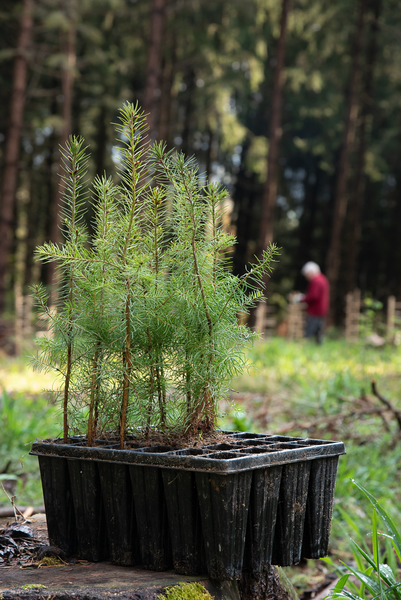 ©Forstamt/Landratsamt Zollernalbkreis Douglasienpflanzen im Topf