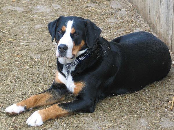 Landratsamt Zollernalbkreis Tierschutz